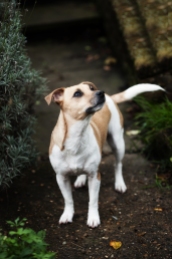 Specialist Pet Photography Session for Jack Russell Terrier by Detheo Photography