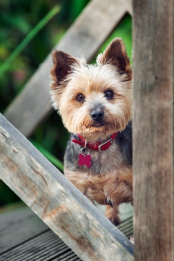 Specialist Pet Photography for Yorkshire Terrier Dog, Gus by Detheo Photography