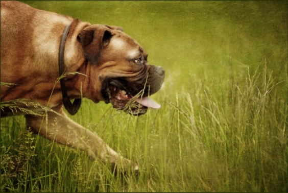 Specialist Pet Photography Session for Dogue de Bordeaux X Boxer dog by Detheo Photography